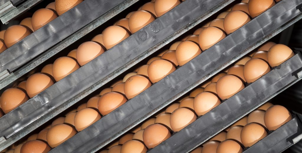 alimentos de qualidade