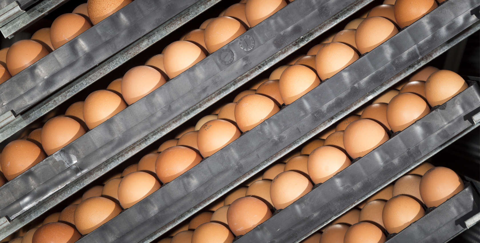 alimentos de qualidade